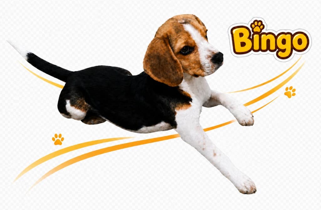Bingo, a tricolour beagle puppy in mid-stride.