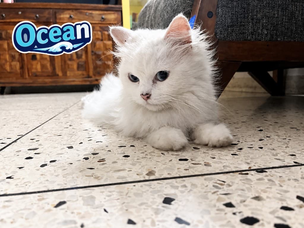 Ocean, a white long-haired cat on the tiled floor.